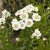 Achillea ptarmica var. multiplex The Pearl, Vitpytt, P9cm