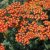 Achillea millefolium Safran, Röllika
