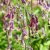 Aconitum Purple Sparrow, Stormhatt, SQ1