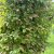 Actinidia kolomikta