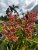 Aesculus pavia Purple Spring
