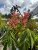 Aesculus pavia Purple Spring2
