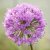 Allium Millenium, Kantlök, SQ1