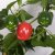 Paprika Bendigo, Ekologisk