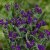 Anchusa officinalis, Oxtunga