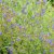 Anchusa officinalis, Oxtunga