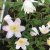 Anemone nemorosa Evelyn Meadows, Vitsippa, P9cm