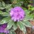 Rhododendron hybr. Anna´s Platinum ®