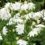Aquilegia vulgaris Green Apples, Stjärnakleja
