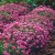 Arabis caucasica Little Treasure Deep Rose, Fagertrav, C11cm