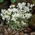Arabis caucasica Variegata, Fagertrav
