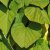 Aristolochia manshuriensis E, Koreansk Pipranka, C2