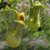 Aristolochia manshuriensis E, Koreansk Pipranka, C2