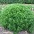 Artemisia abrotanum Predikoväcka, Åbrodd, Krukstorlek: 0,5-1L