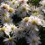 Symphyotrichum (Aster) novi-belgii Kristina, Oktoberaster