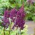 Astilbe chinensis Black Pearls ®, Plymastilbe