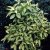 Aucuba japonica Variegata, Gulprickig Aukuba Honplanta, C2