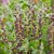 Baptisia hybr. Dutch Chocolate ®, Färgväppling, P9cm