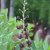 Baptisia hybr. Dutch Chocolate ®, Färgväppling, P9cm