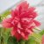 Begonia Belleconia ™ Rose, stickling 3-pack