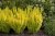 Berberis thunbergii Yellow Tower ®