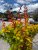 Berberis thunbergii Yellow Tower ®2