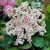 Bergenia hybr. Bressingham White, Trädgårdsbergenia