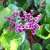 Bergenia cordifolia Vinterglöd, Hjärtbergenia, SQ1