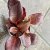 Bergenia cordifolia Vinterglöd