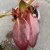 Bergenia hybr. Bressingham White
