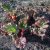 Rheum rhabarbarum Berit, Rabarber