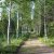 Betula pendula Fk Julita E, Vårtbjörk