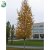 Betula pendula Fk Julita E, Vårtbjörk