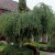 Betula pendula Youngii, Tårbjörk, 150 stam C10