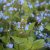 Brunnera macrophylla Jack of Diamonds ®, Kaukasisk Förgätmigej