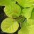 Cotinus coggygria Golden Spirit / Ancot ®