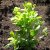 Cotinus coggygria Golden Spirit / Ancot ®