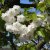 Prunus avium Plena, Fågelbär