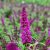 Buddleja davidii Butterfly Tower ® Magenta