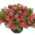 Småpetunia, Stickling, Million Bells Cabaret ® Double Apricote 3-pack