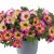 Småpetunia, Stickling, Million Bells Cabaret ® Early Diva Cherry 2-pack