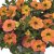 Småpetunia, Stickling, Million Bells Cabaret ® Special Apricot 2-pack