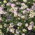Calibrachoa MiniFamous ® Neo Fancy Francy
