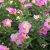 Calibrachoa MiniFamous ® Neo Fancy Francy