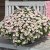 Calibrachoa MiniFamous ® Neo Fancy Francy