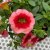 Calibrachoa MiniFamous ® Neo Smoothie