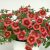 Calibrachoa MiniFamous ® Neo Smoothie
