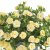 Calibrachoa Cabaret ® Double Light Yellow