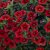 Småpetunia, Stickling, Million Bells Cabaret ® Early Orange 2-pack