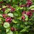Calycanthus x raulstonii Hartlage Wine, Hybridkryddbuske